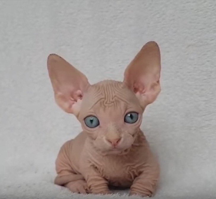 Gatito Sin Pelo Conquista A Internet Con Su Ternura Mientras Lame Sus