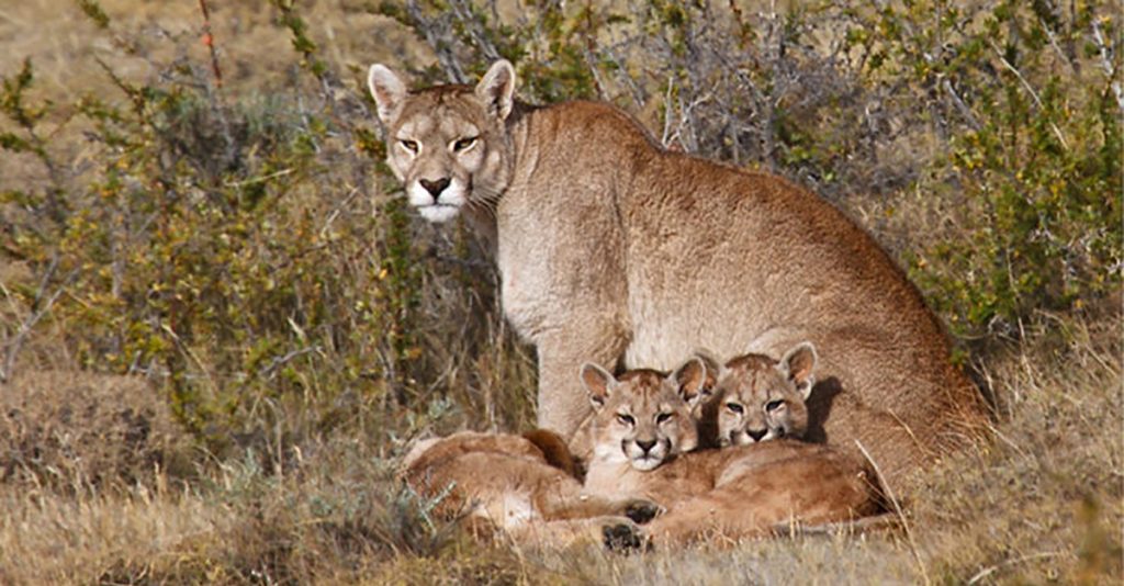 sonar con puma
