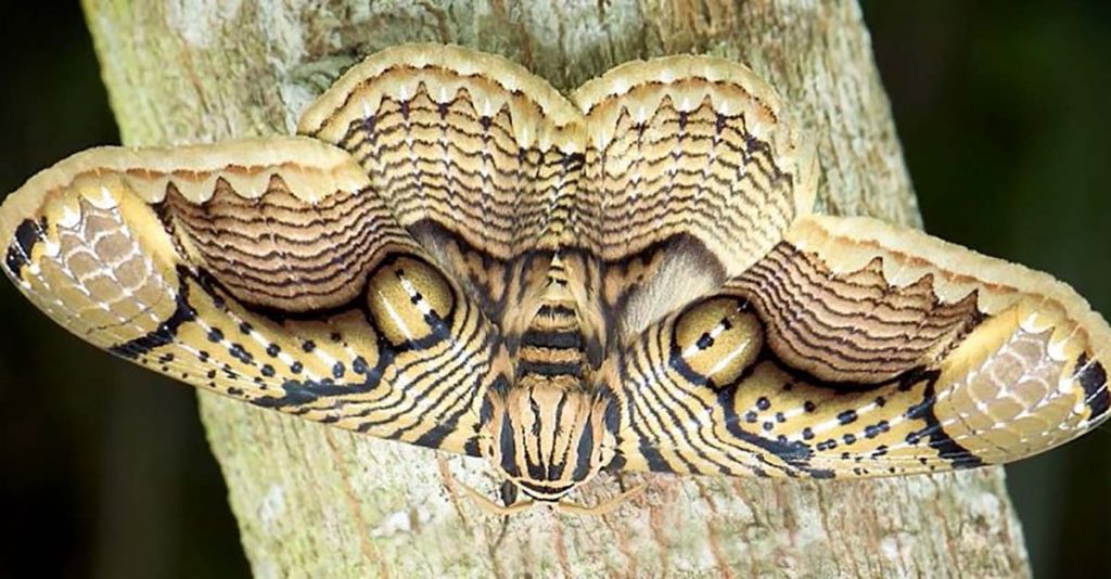 Polilla Gigante Con "Ojos De Tigre" En Sus Alas Causa Sensación En ...