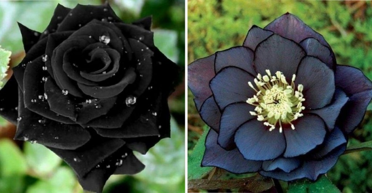 10 Flores Góticas Para Darle Un Toque Original A Tu Jardín | Notagram